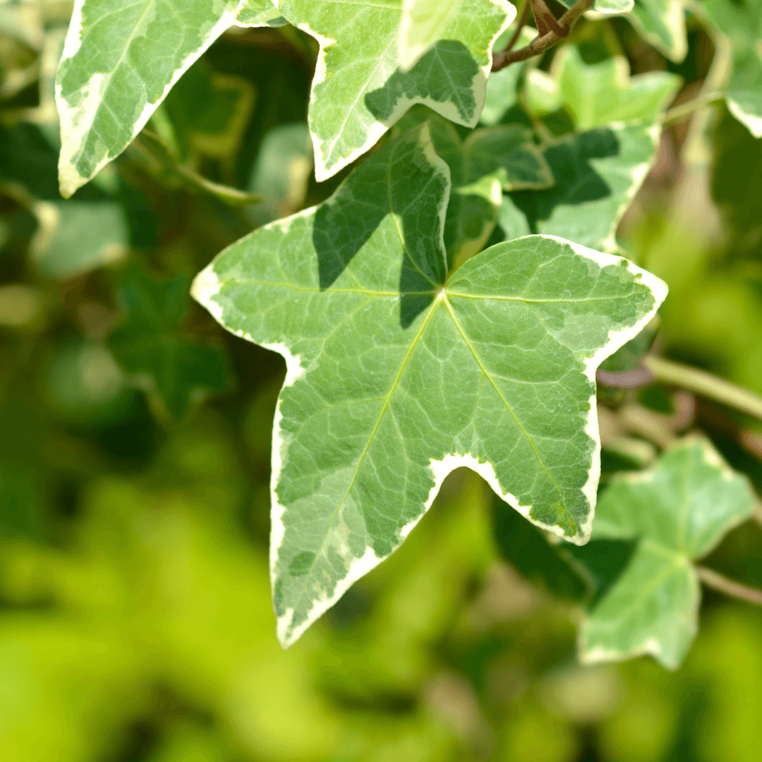 Aralia Ivy Tree Foliage 