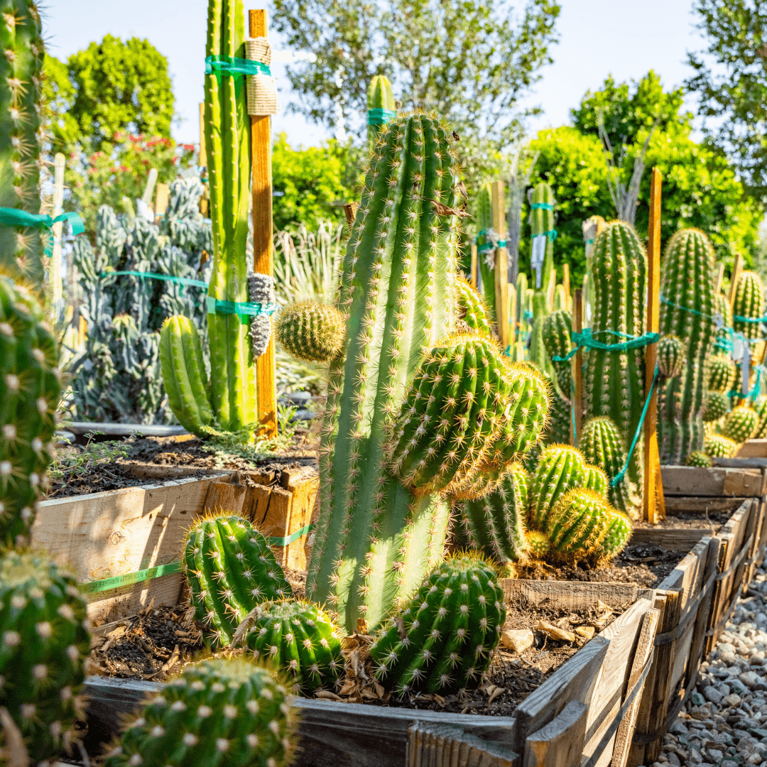 Argentine Giant Cacti