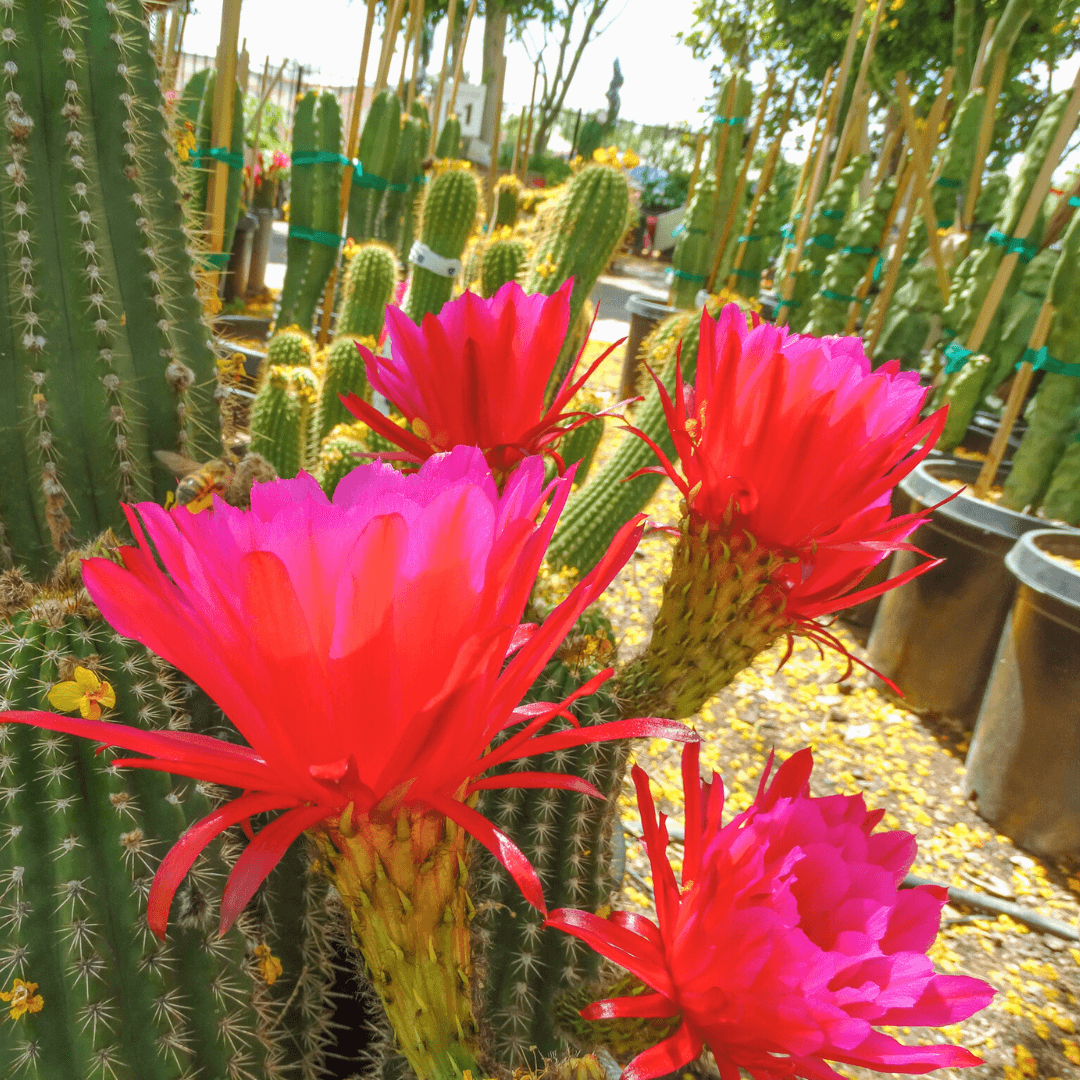 Argentine Giant Cactus Flowering