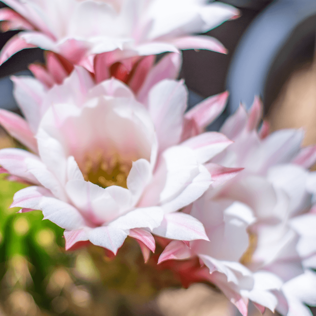 Argentine Giant Cactus Flowers