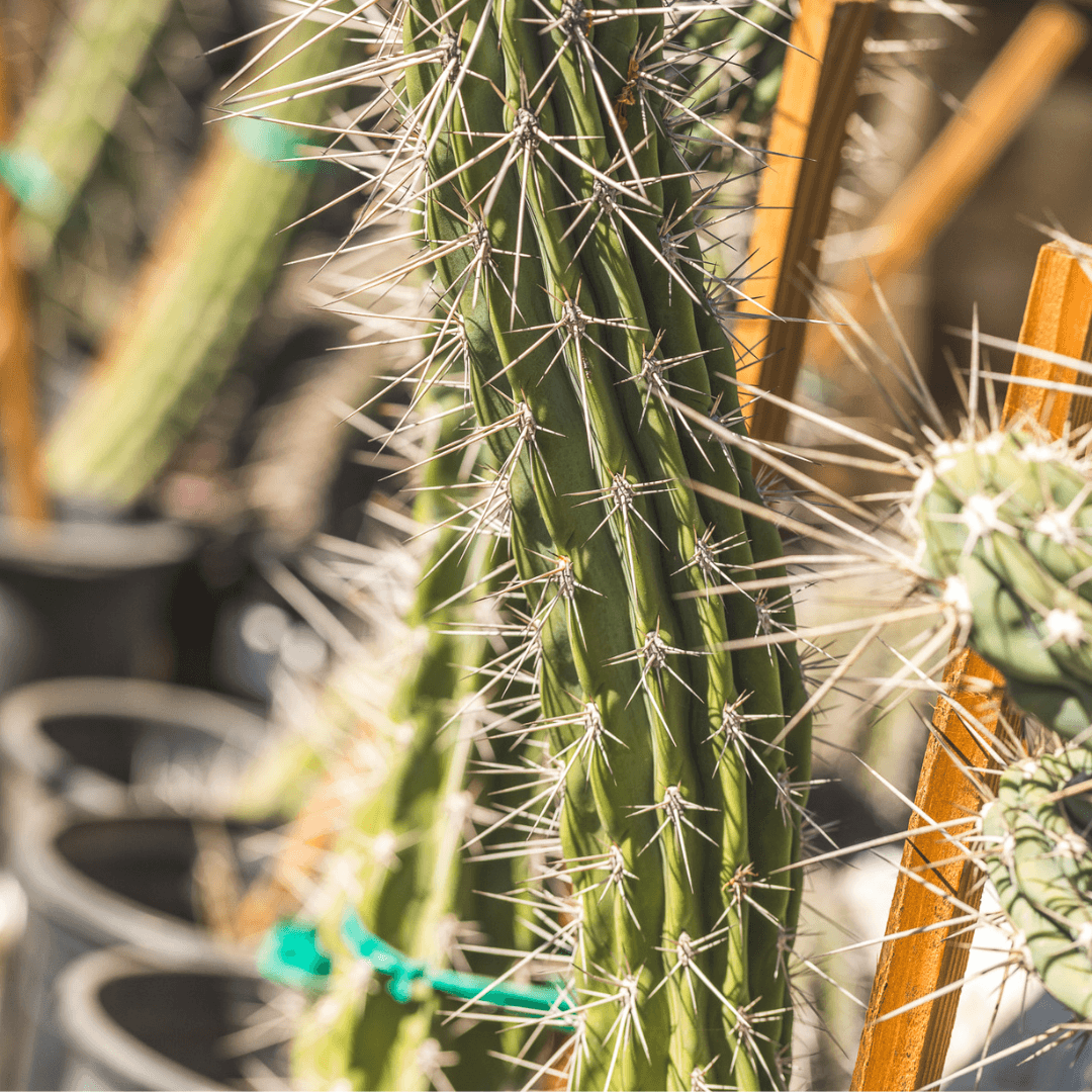 Argentine Toothpick Cactus
