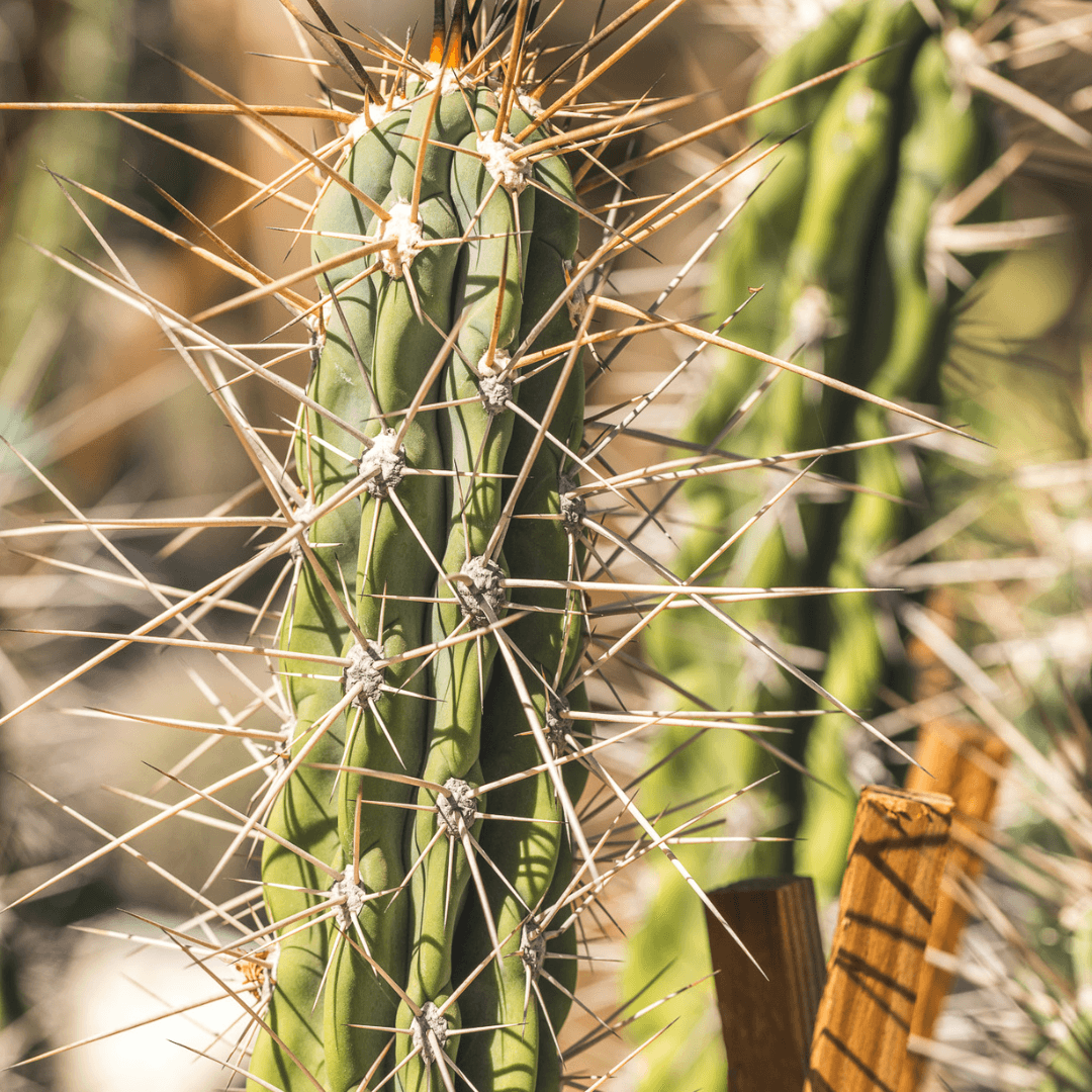 Argentine Toothpick Cactus Close Up