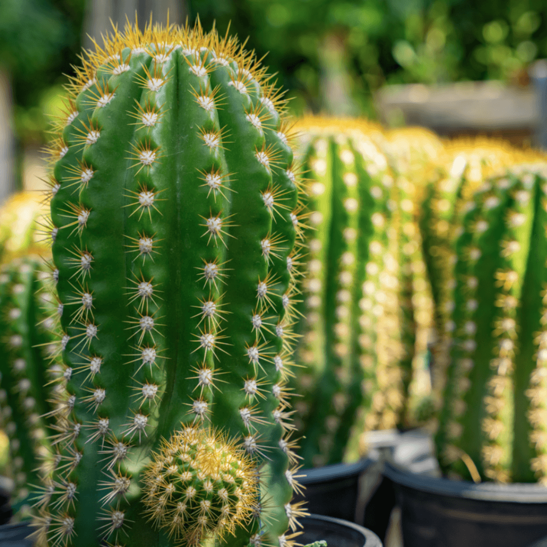 Multiple Argentine Giant Cacti in Row 