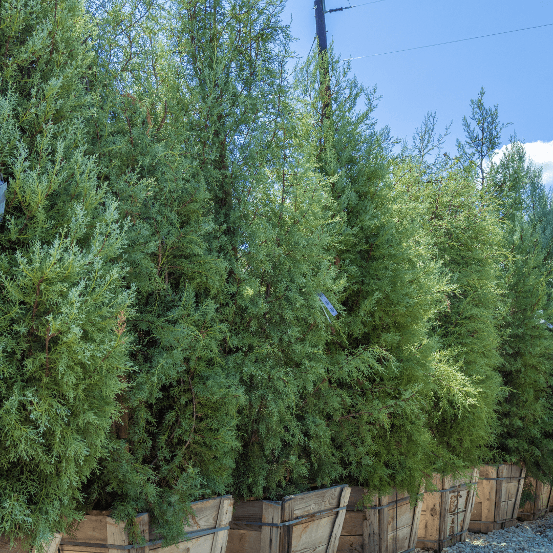 Arizona Cypress Trees
