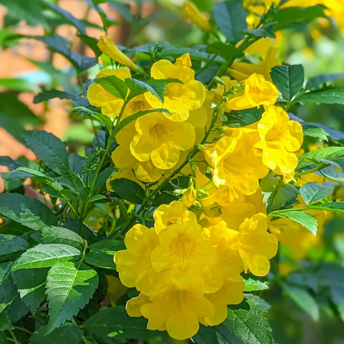 Yellow Bells | Shrubs | Moon Valley Nurseries