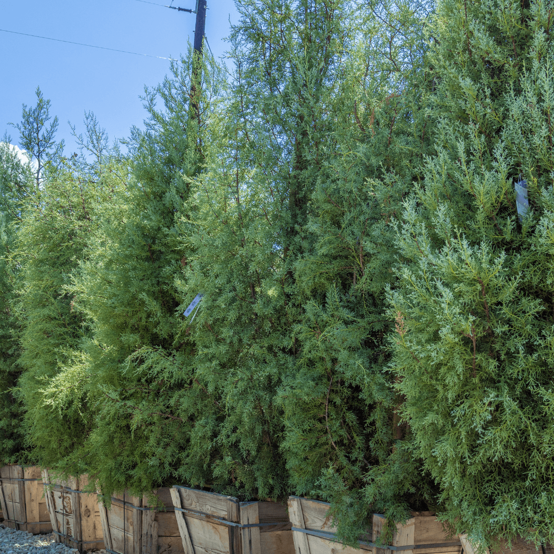 Row of Mature Arizona Cypress Tress In Nursery Aisle 