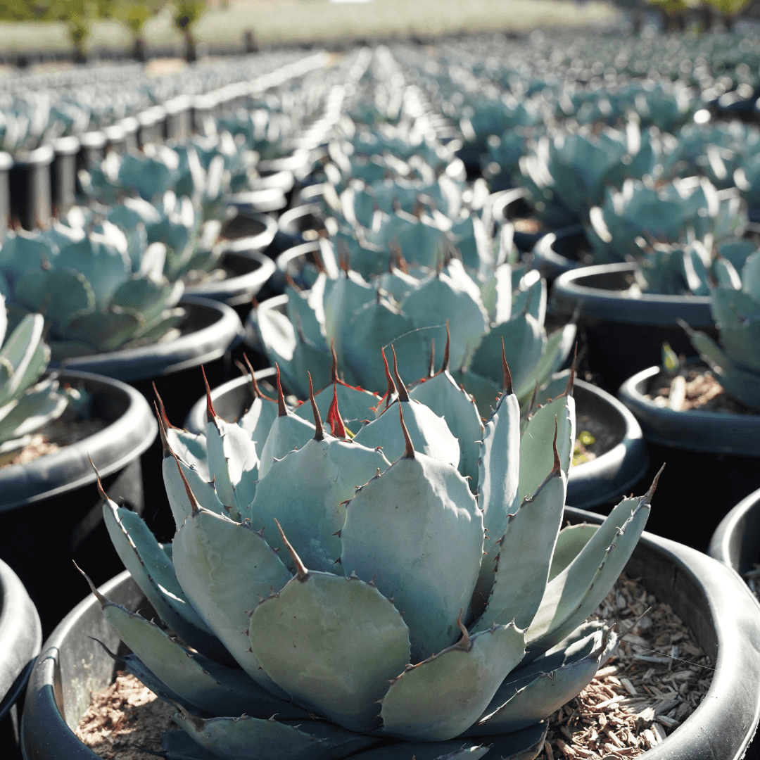 Multiple Artichoke Agave Plants in Rows