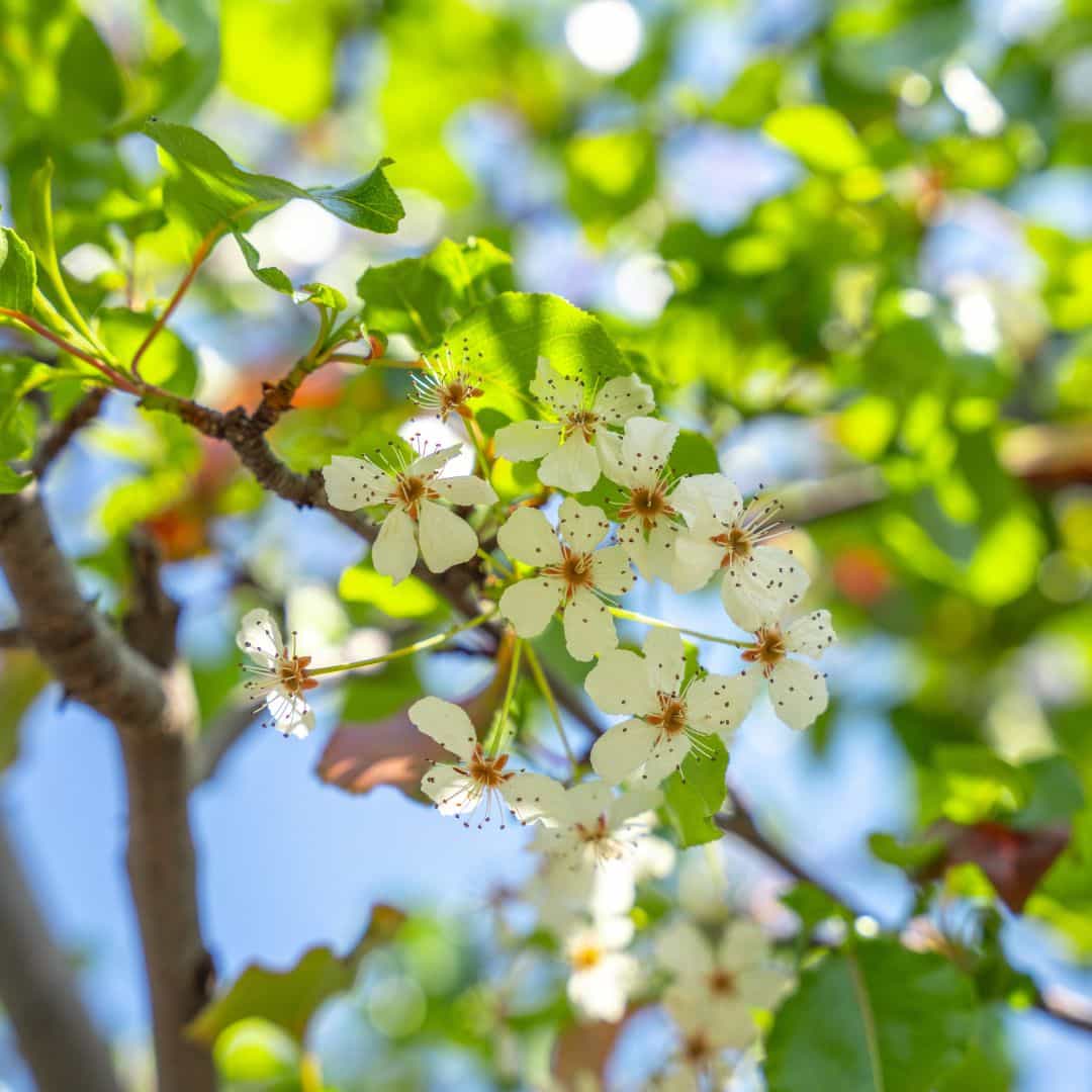 Beautiful Blooming 20th Century Asian Pear Tree