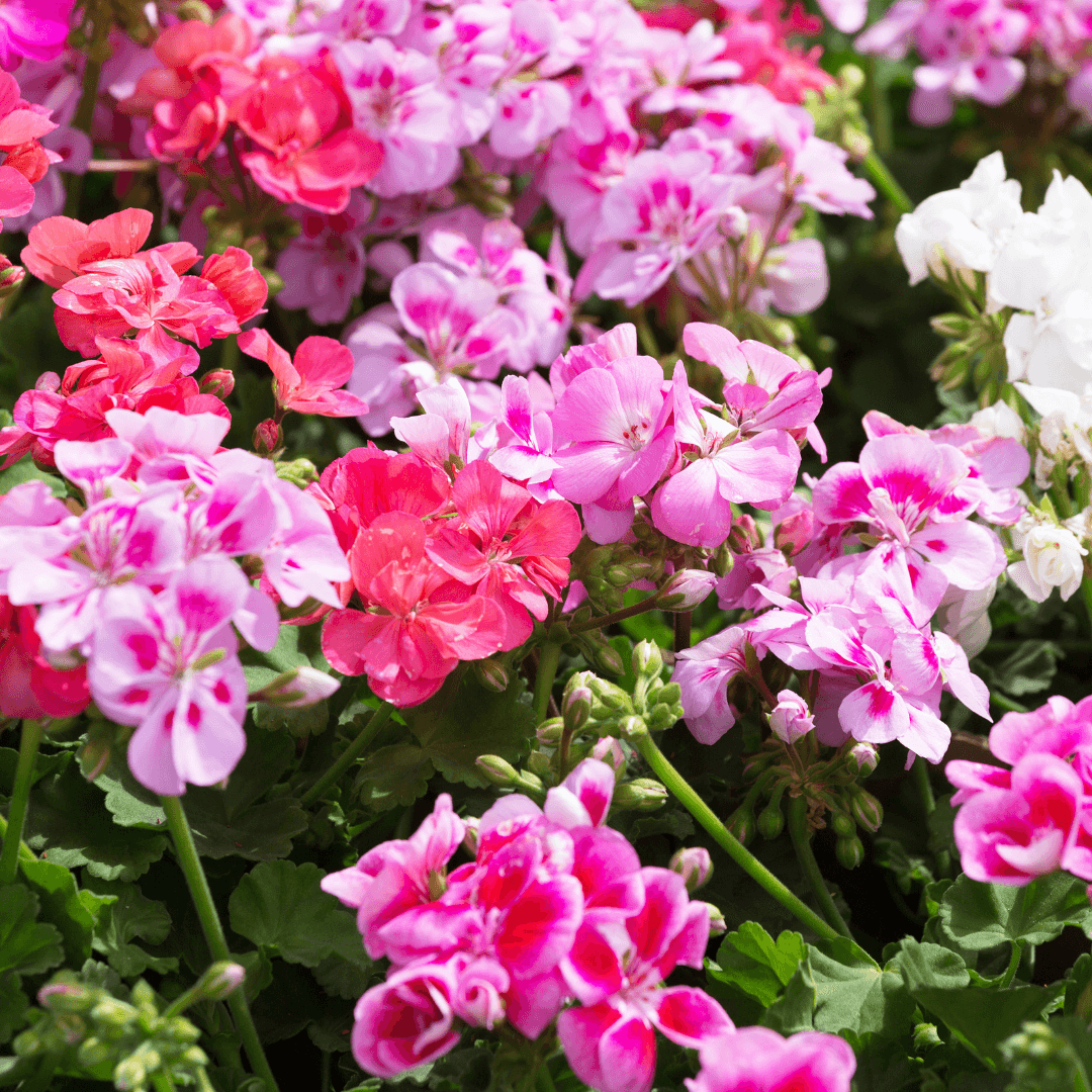Assorted Blooming Geranium Flowers