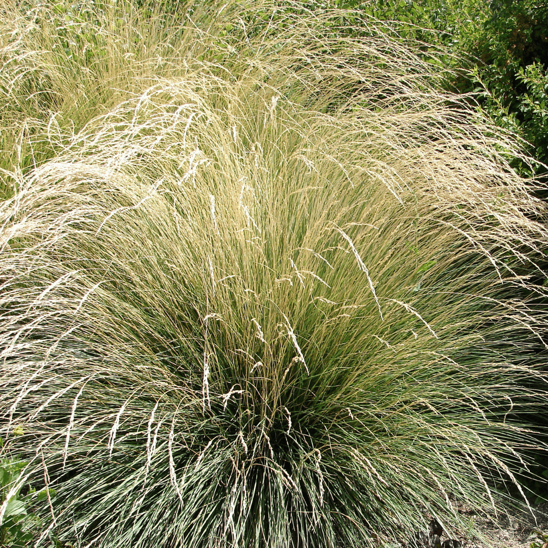 Mature Planted Atlas Fescue 