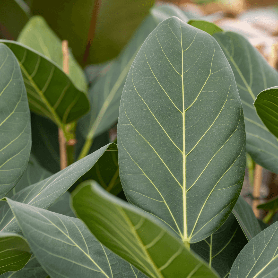 Dense Green Audrey Ficus Potted 