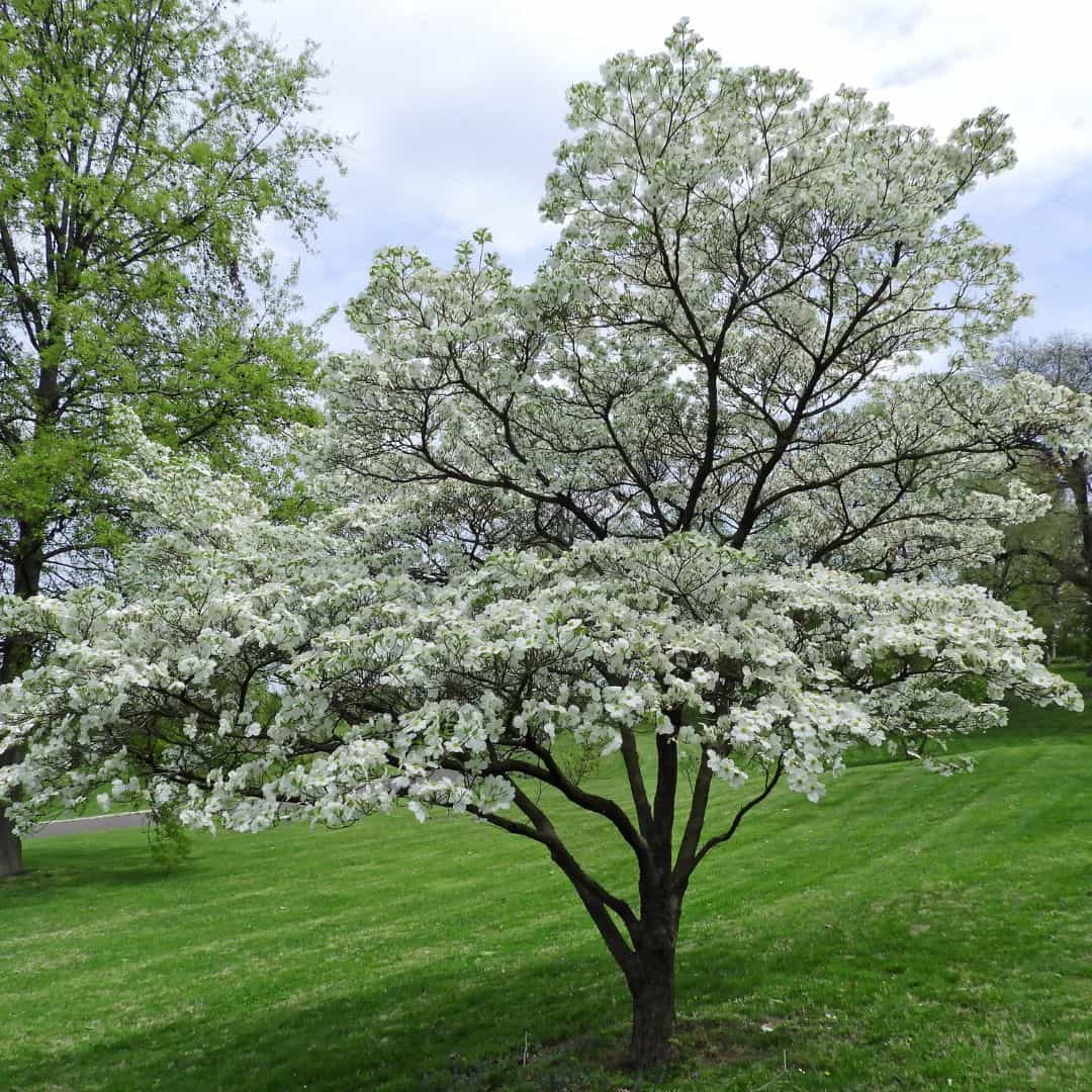 Large Mature Aurora Dogwood Tree with Beautiful White Flowers