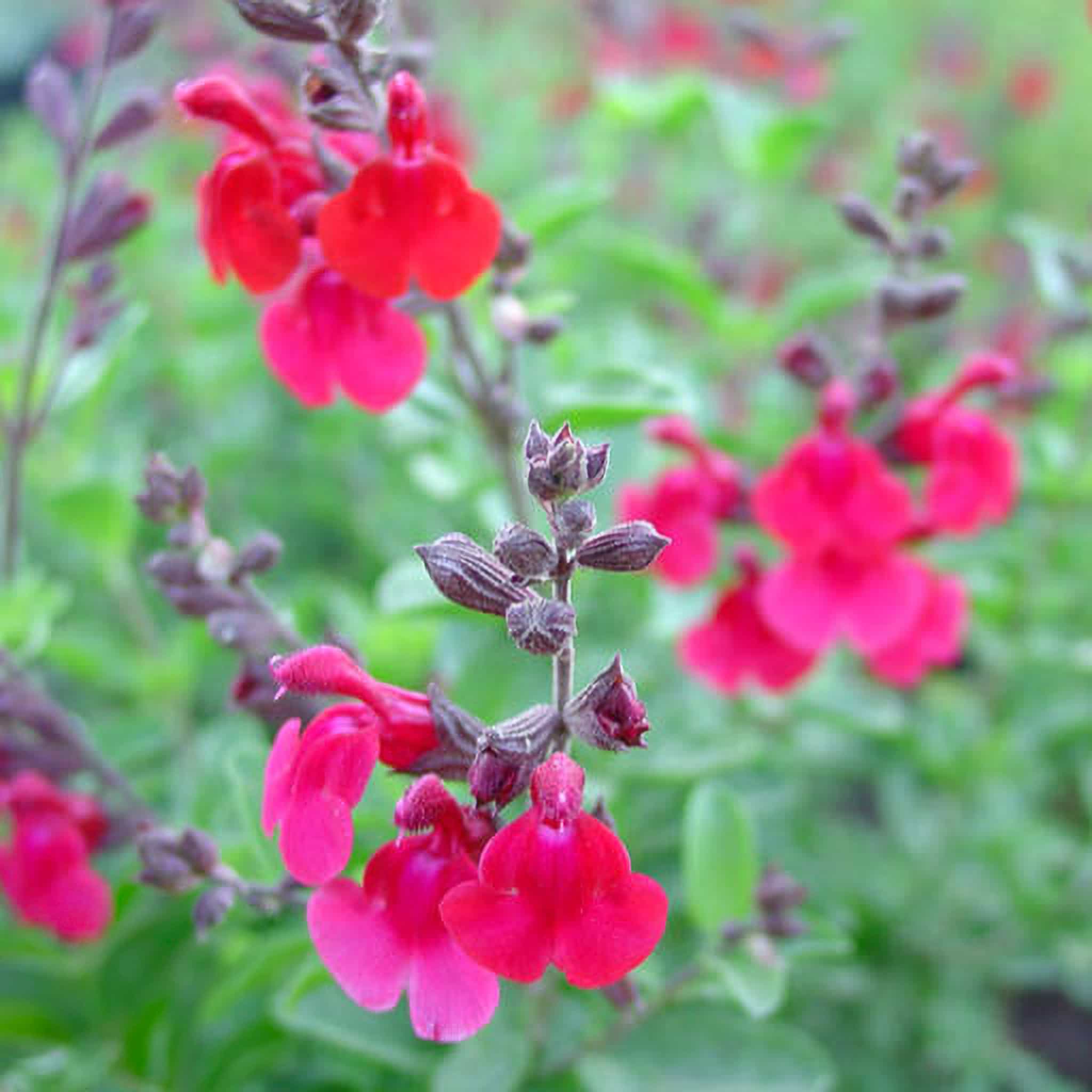 Autumn Sage