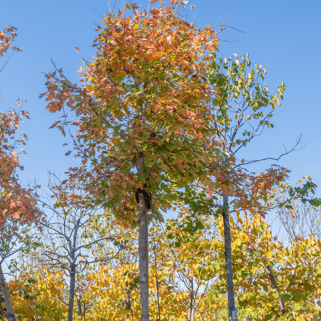 Colorful Autumn Blaze Maple Tree