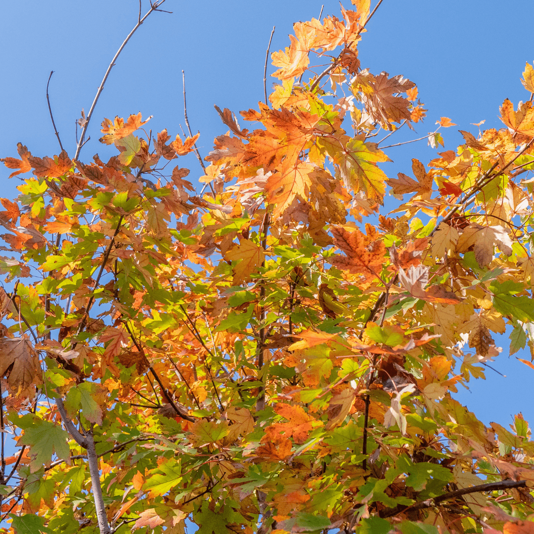 Colorful Autumn Blaze Maple Tree