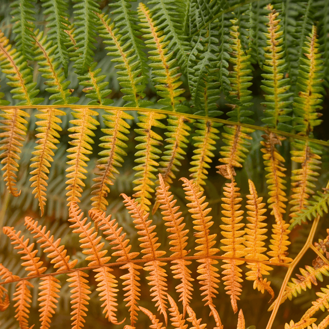 Vibrant Beautiful Autumn Fern Foliage 
