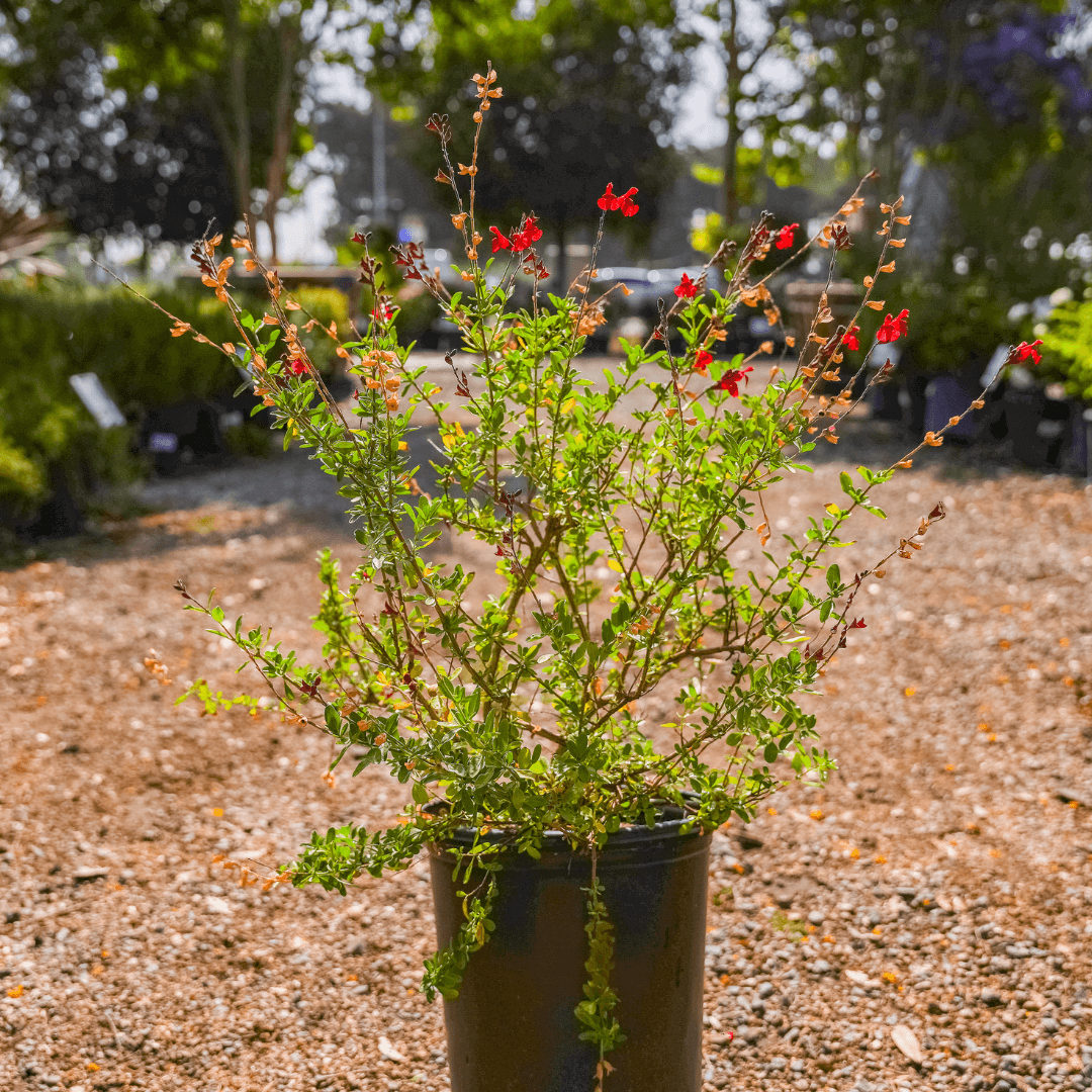 Beautiful Blooming Autumn Sage Potted In Nursery