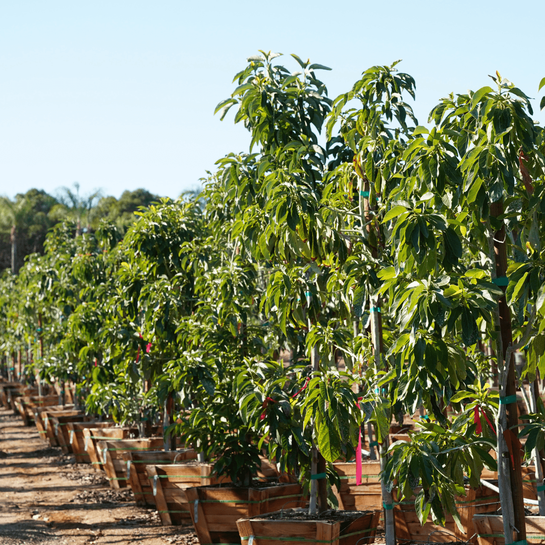 Row of Multiple Avocado Trees in Nursery Aisle 
