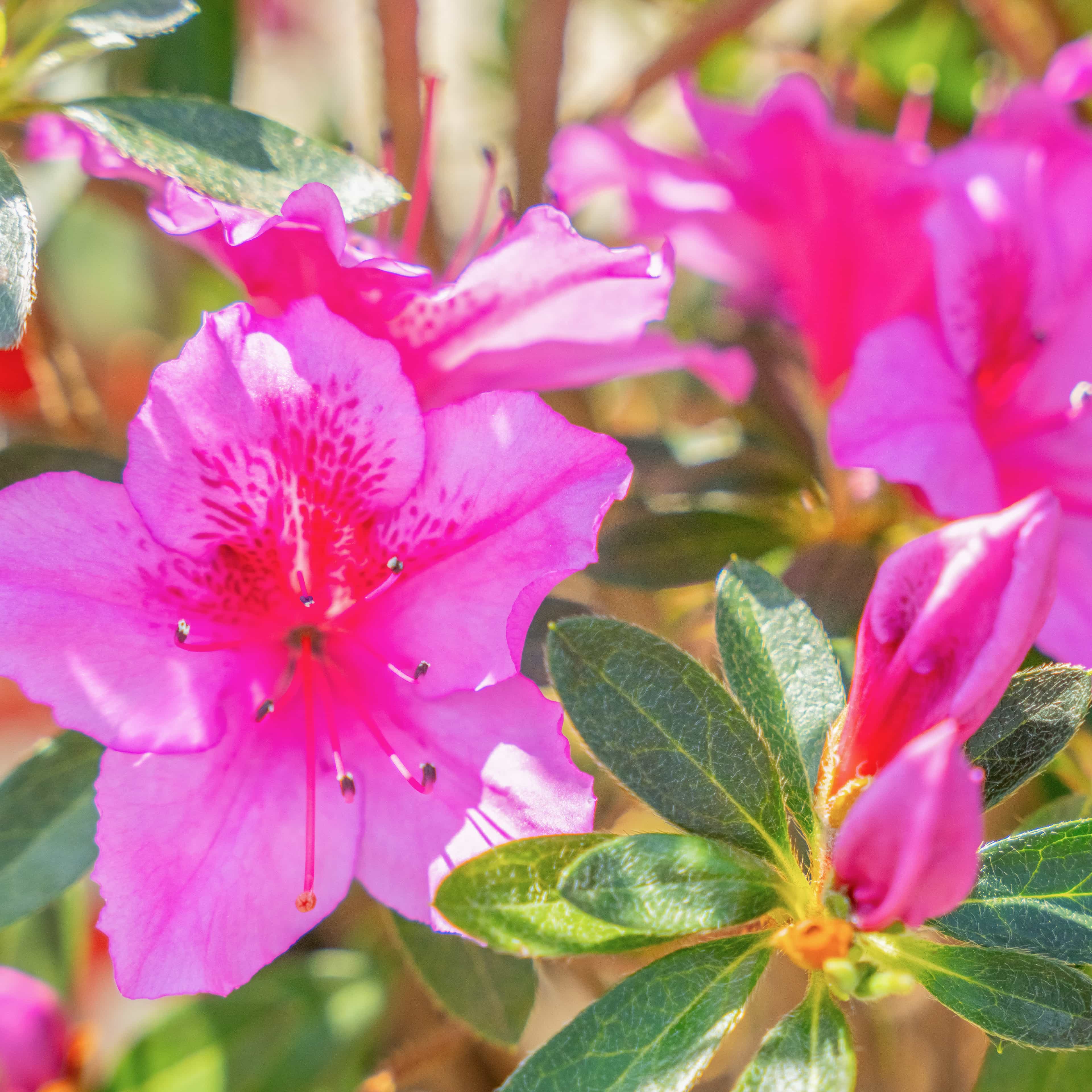 Rhododendren Azalea