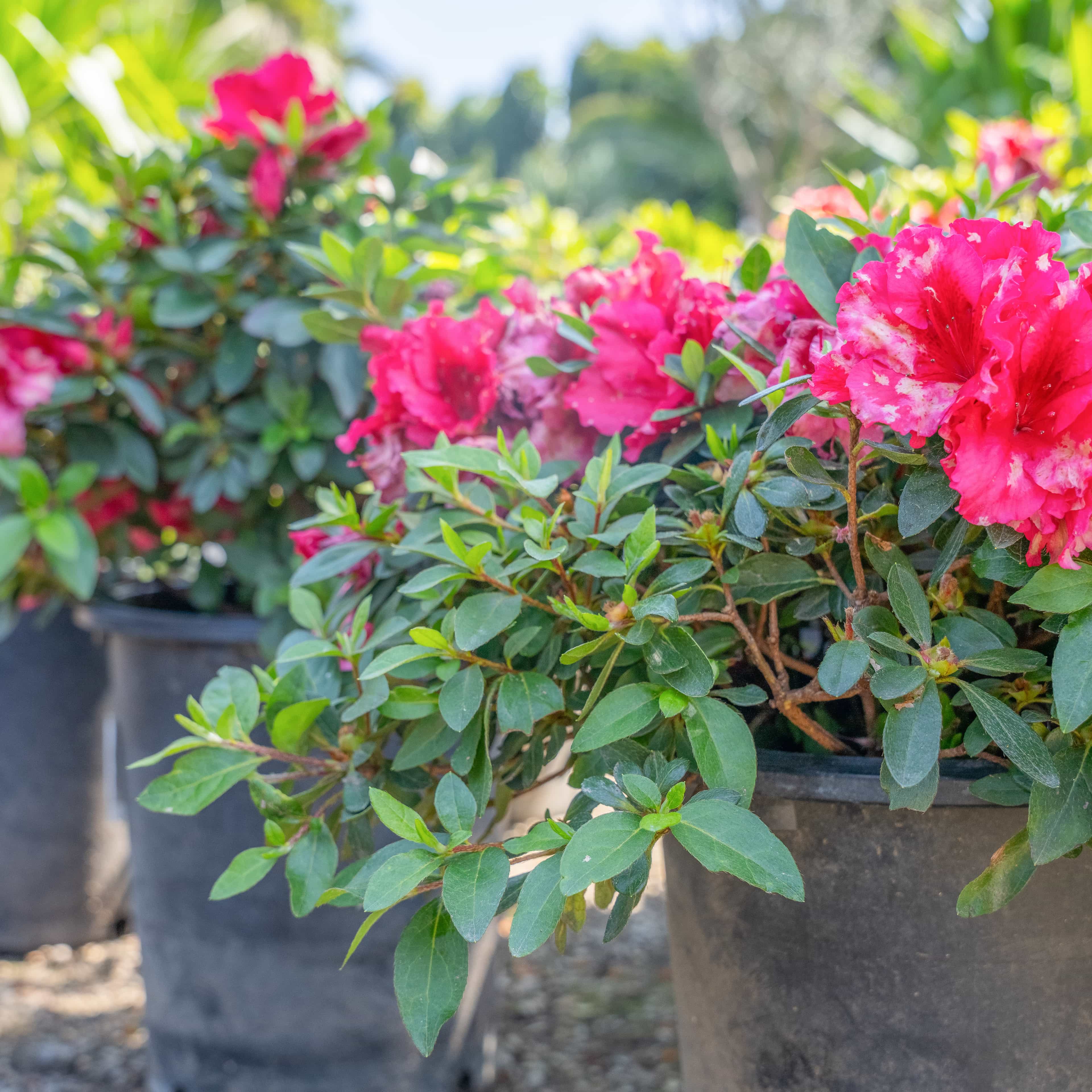 Rhododendren Azalea