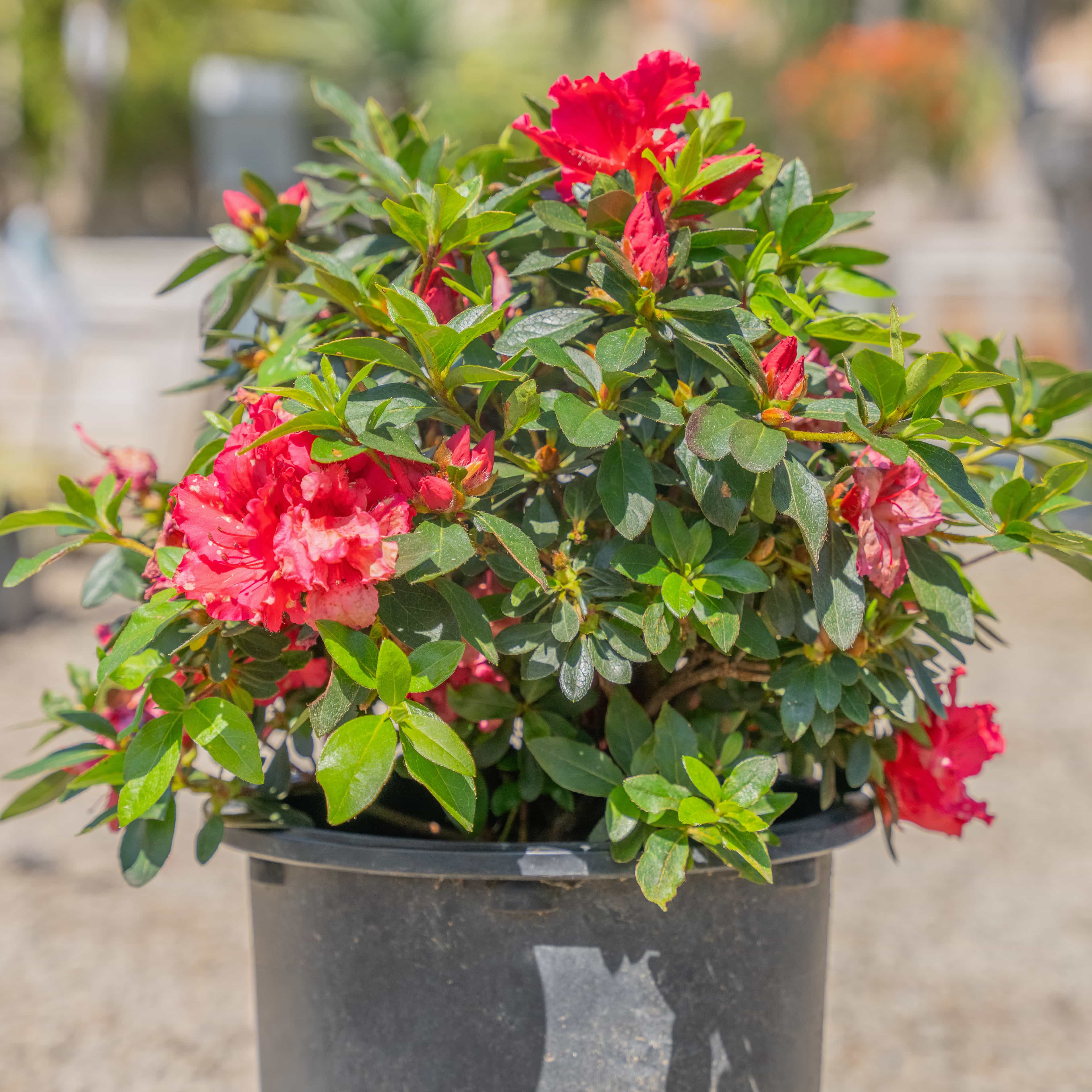 Rhododendren Azalea