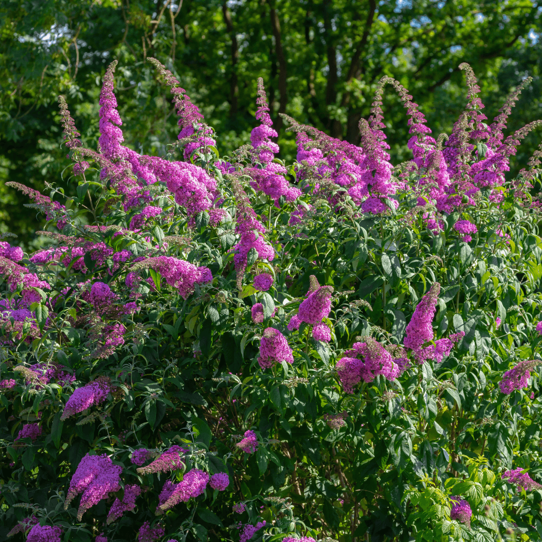 Beautiful Blooming Birthday Cake Butterfly Bush Planted