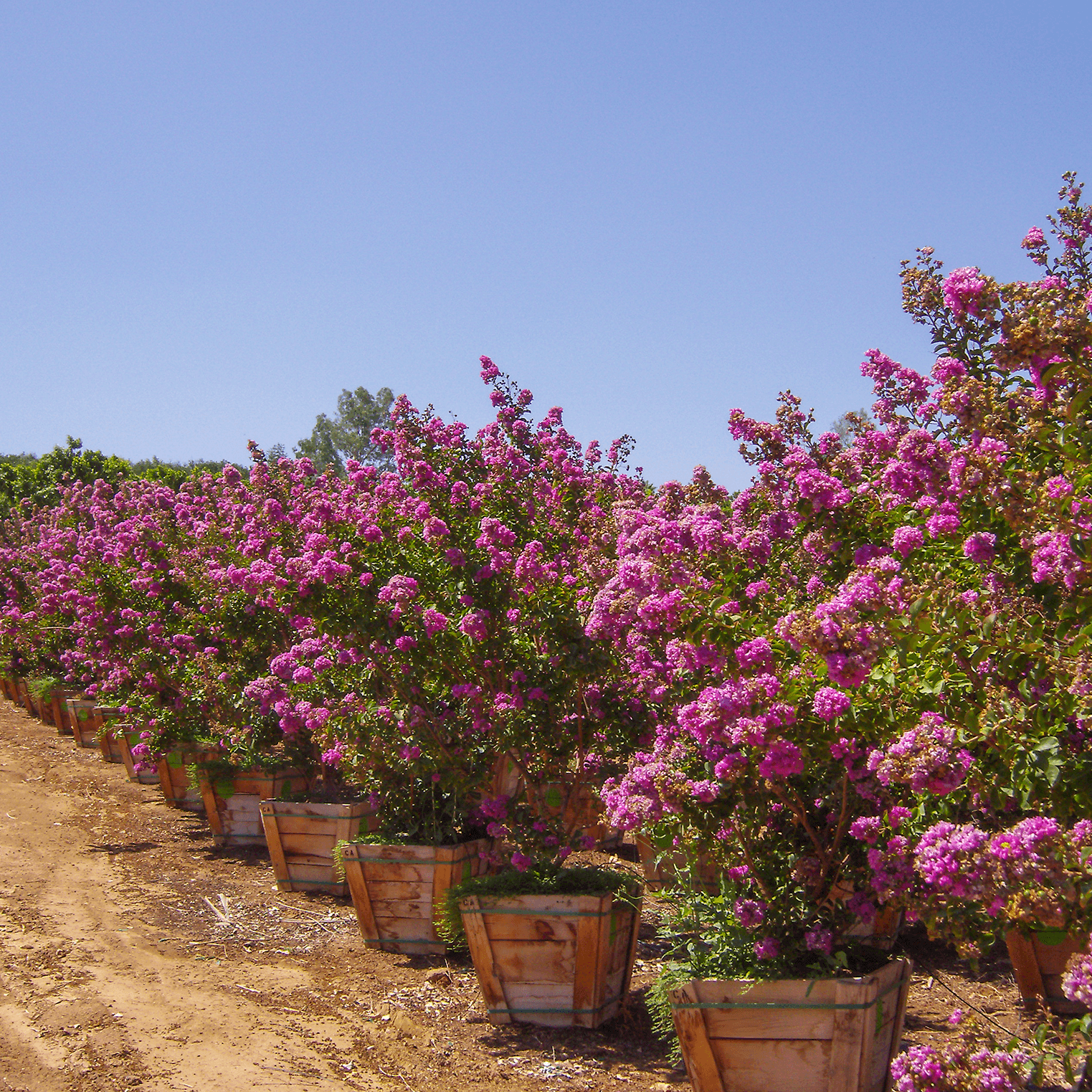 Catawba Crape Myrtle row