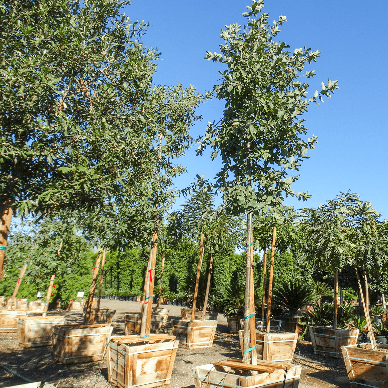 Mexican Oak Row