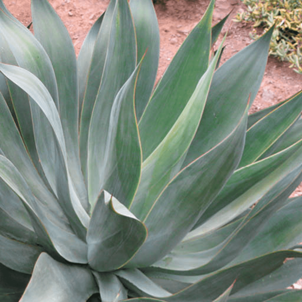 BLUE FLAME AGAVE