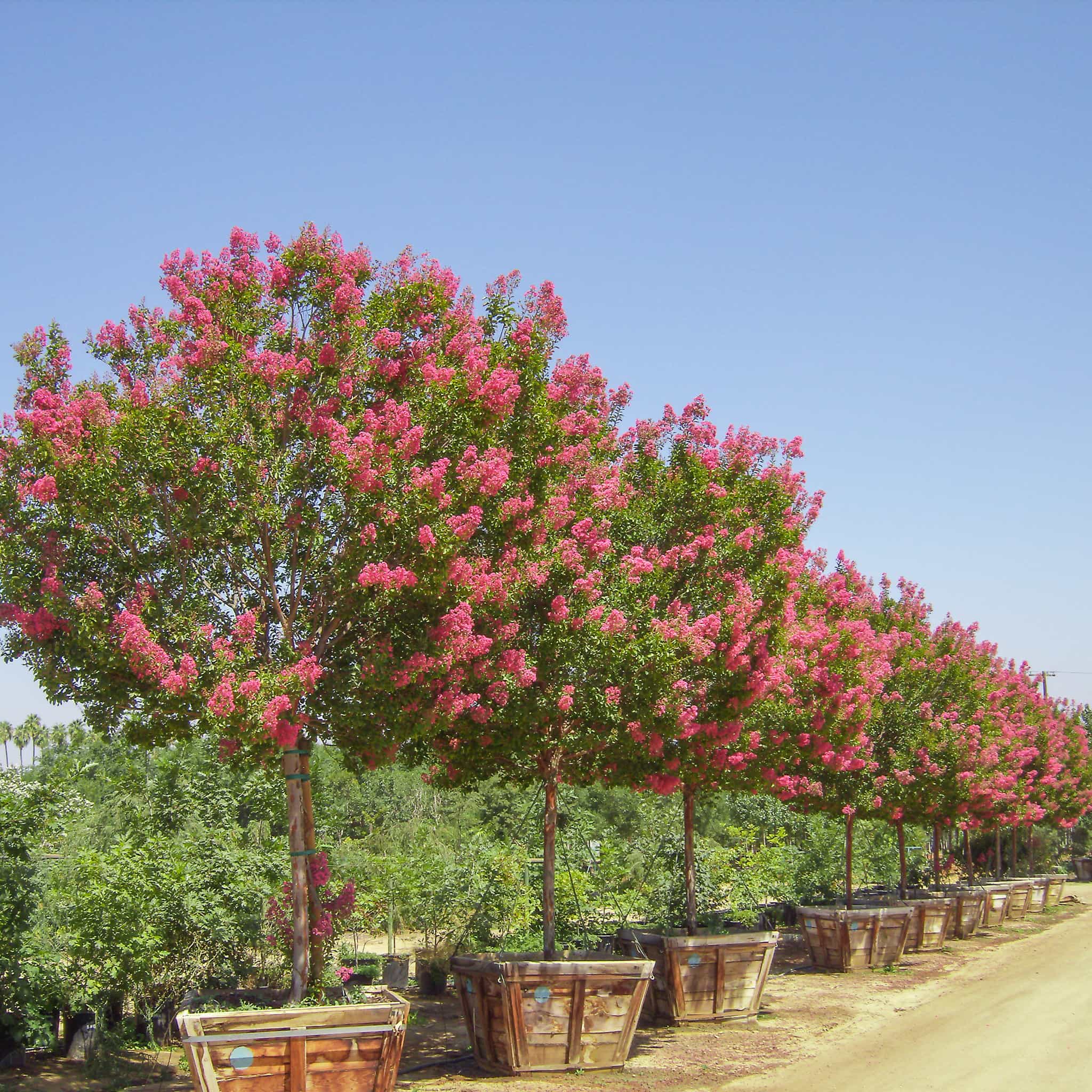 Tuskegee Crape Myrtle row