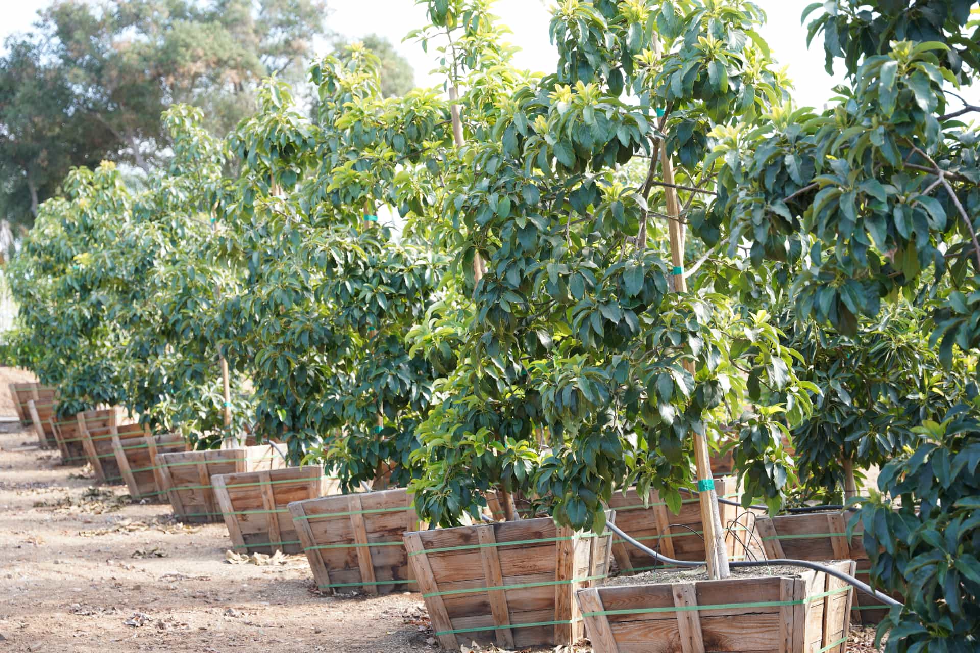 Multiple Avocado Trees In a Row at Nursery