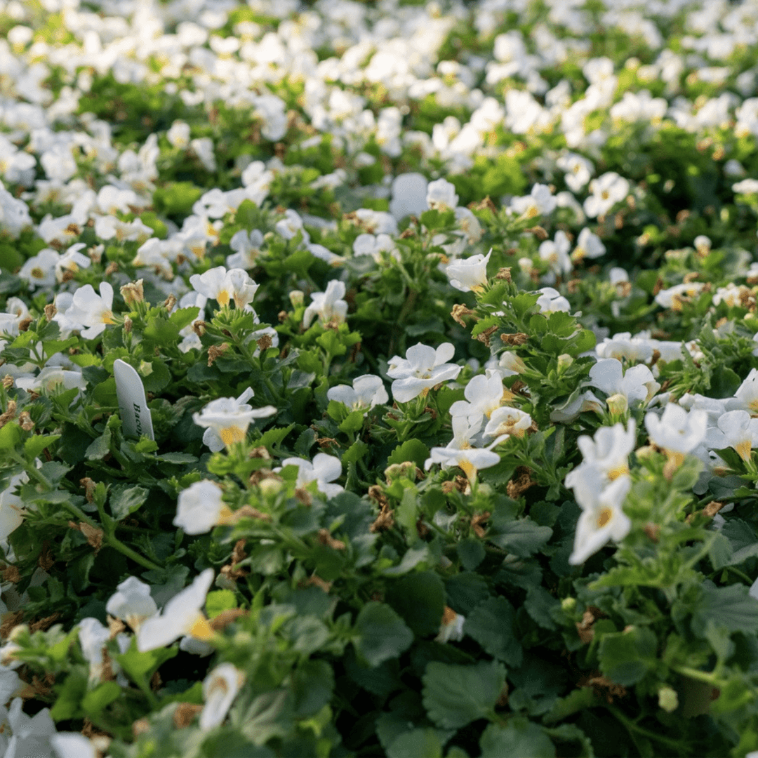 White Blooming Bacopa Flower