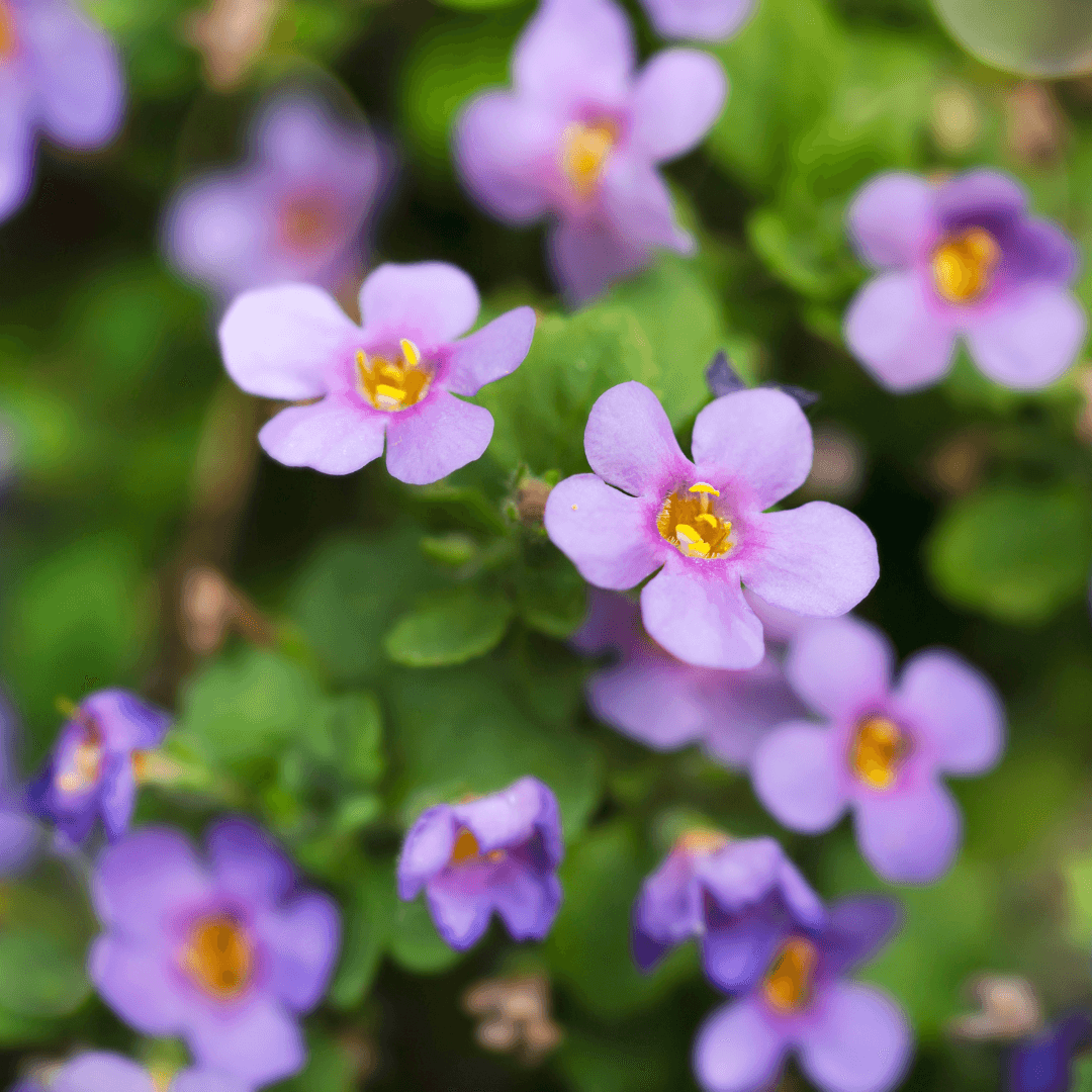 Moon Valley Nurseries