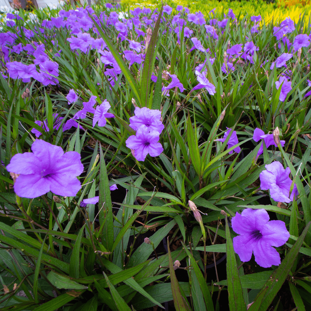 Dense Beautiful Baja Ruellia Planted and Blooming