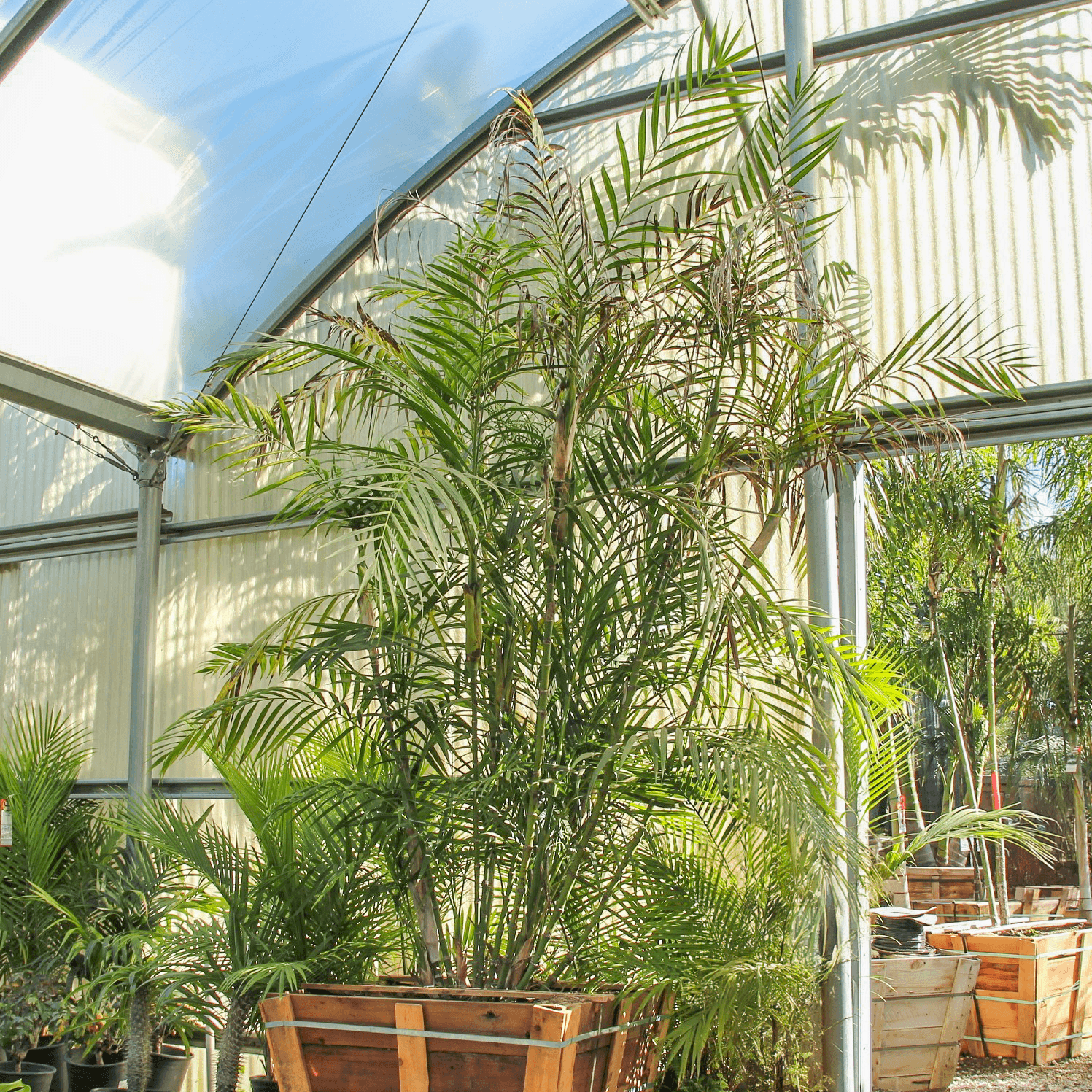 Bamboo Palm