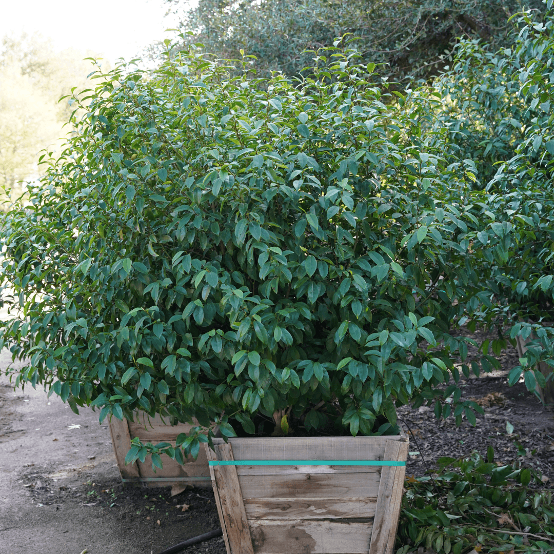 Mature Dense Banana Shrub Potted in Nursery