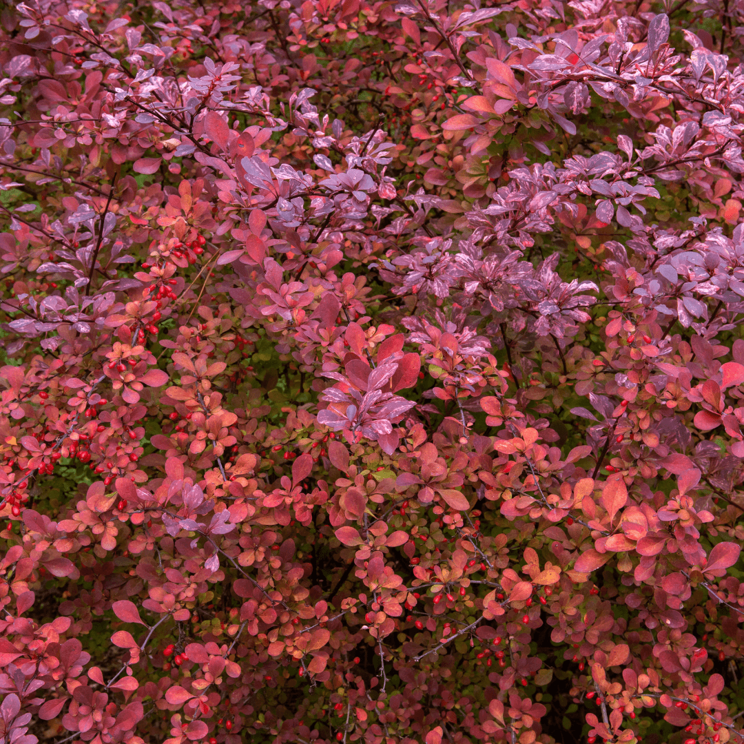 Beautiful Dense Barberry Shrub with Vibrant Foliage