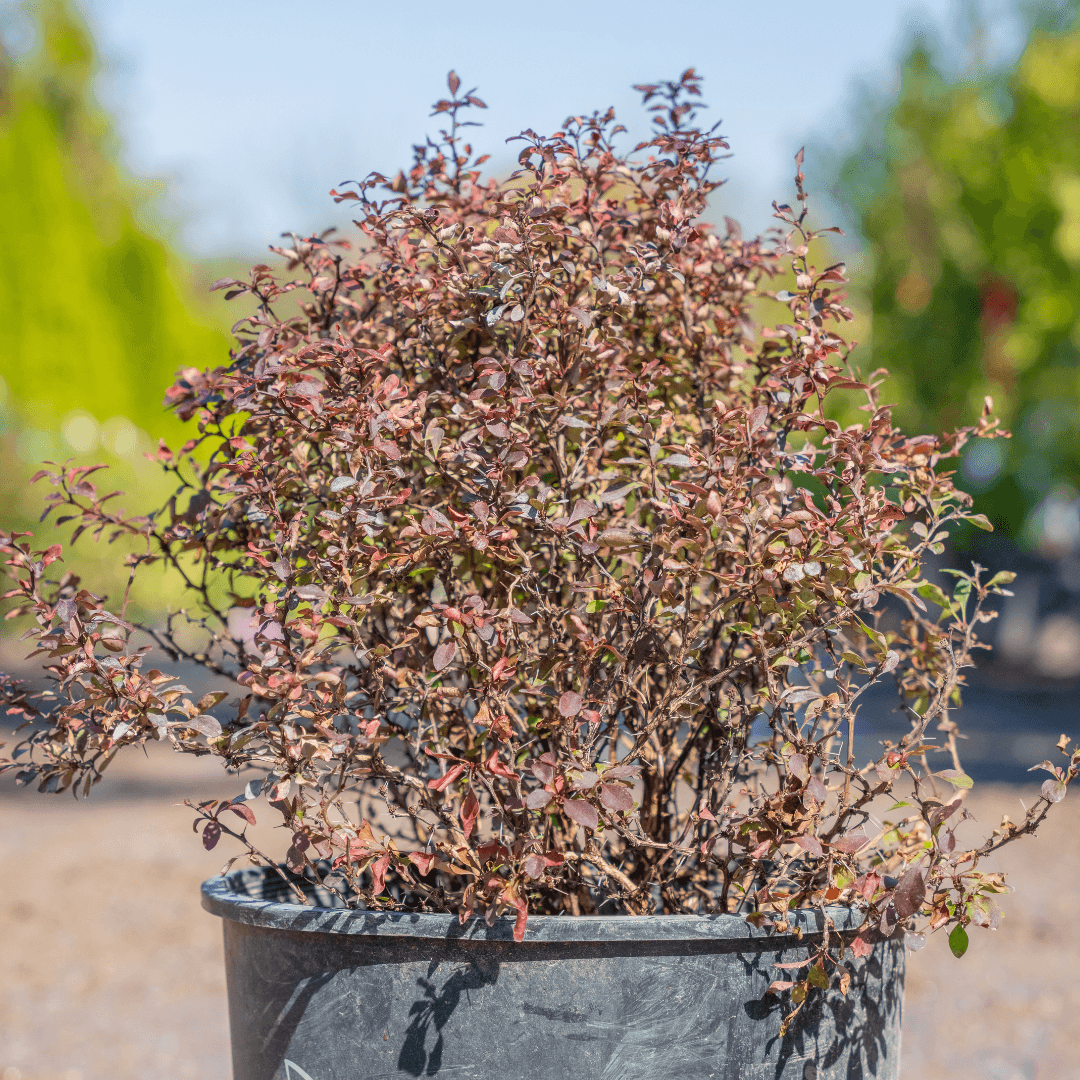 Barberry Shrub Potted with Colorful Foliage In Nursery Aisle 