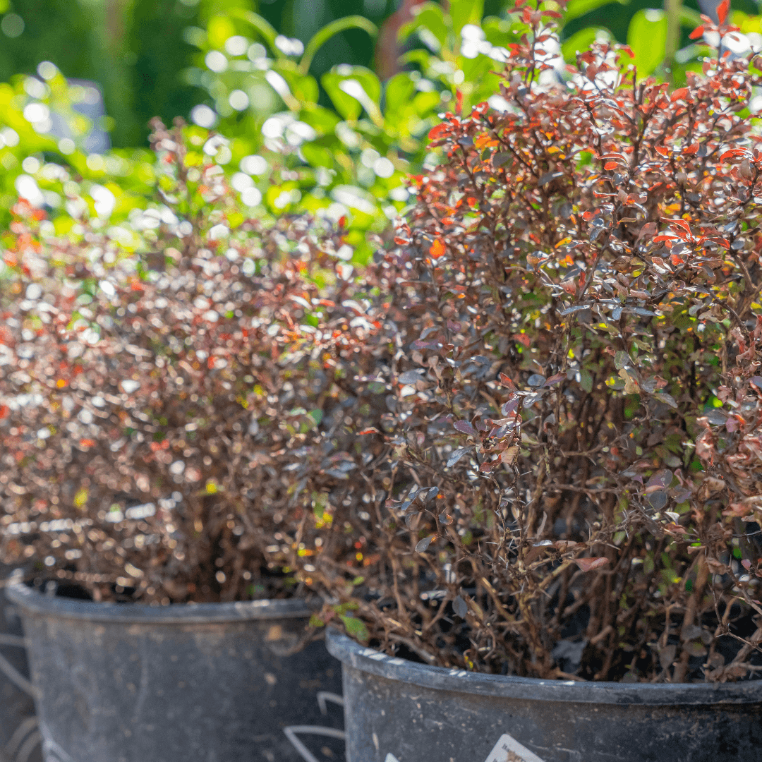 Row of Barberry Shrub Potted with Colorful Foliage In Nursery Aisle 