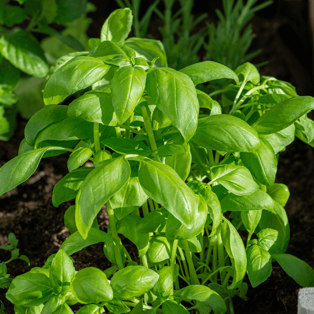 Healthy Green Basil Plant Herb