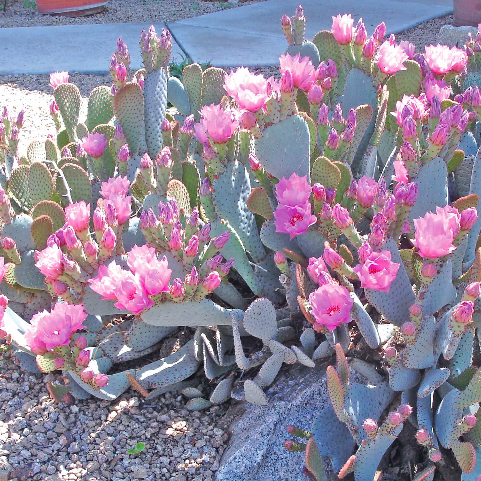 Beautiful Blooming Beaver Tail Cactus