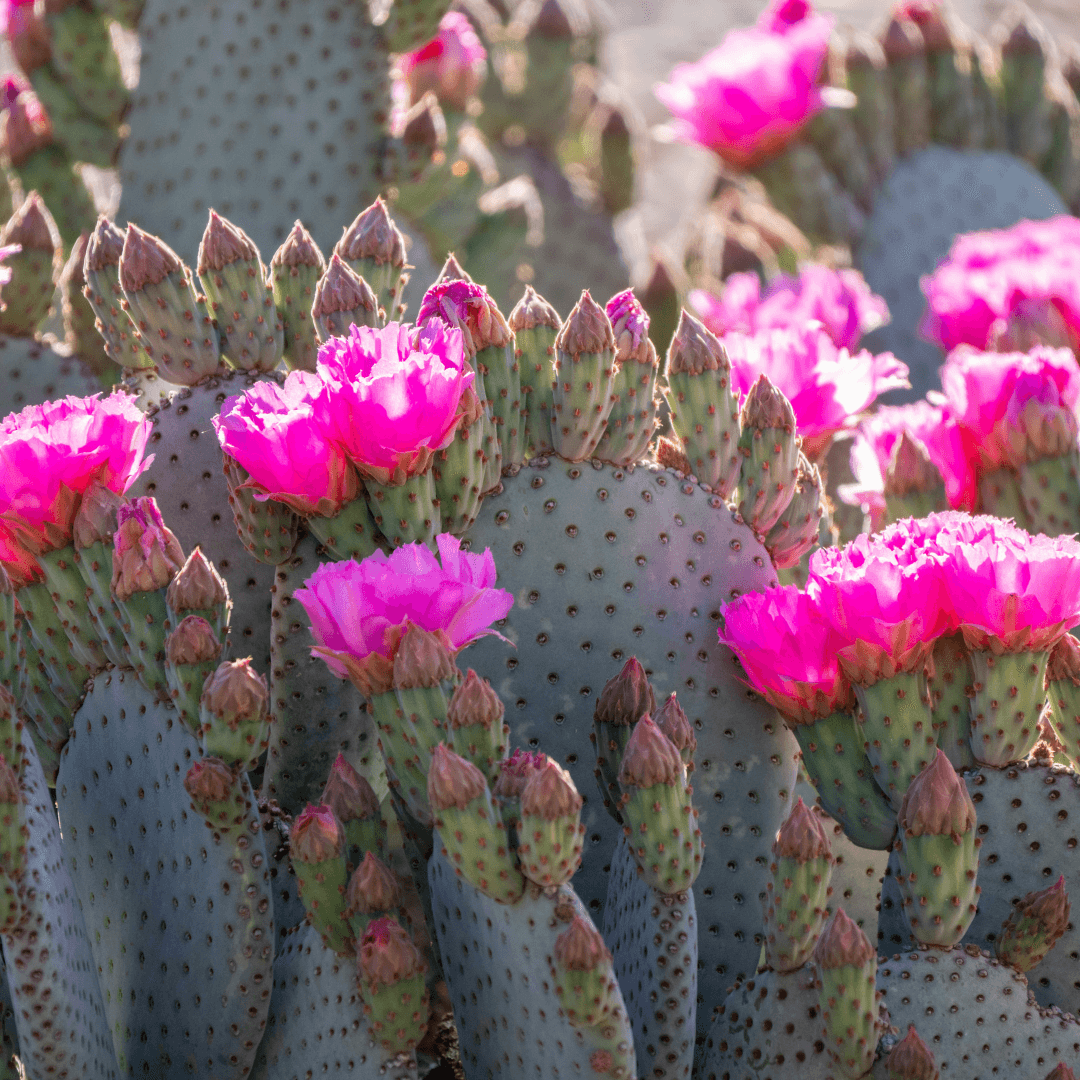 Beautiful Blooming Beaver Tail Cactus