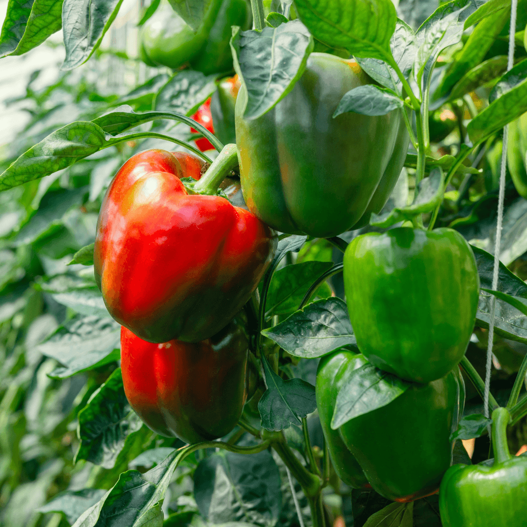 Colorful Bell Pepper Plant