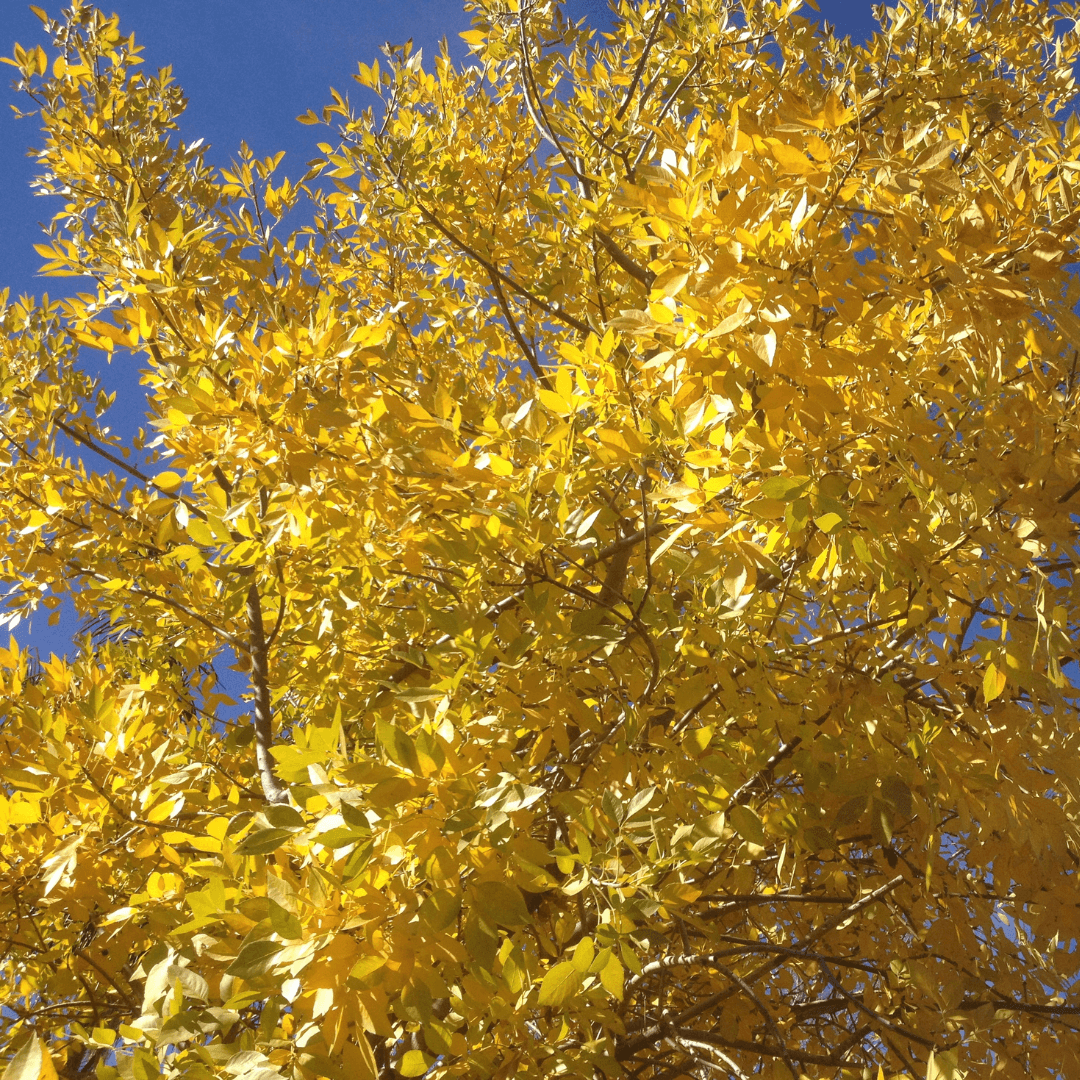 Berrinda Ash Fall Color
