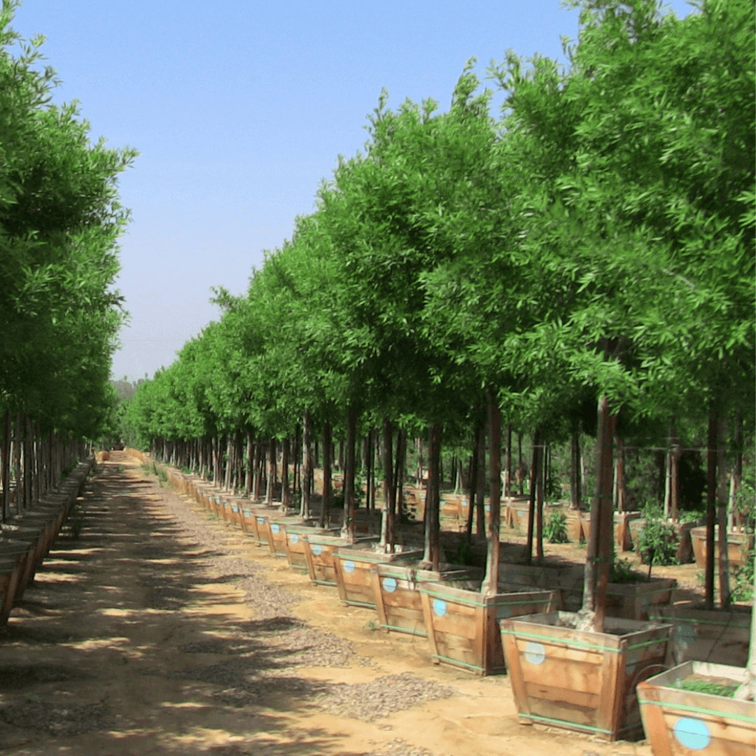 Berrinda Ash Trees