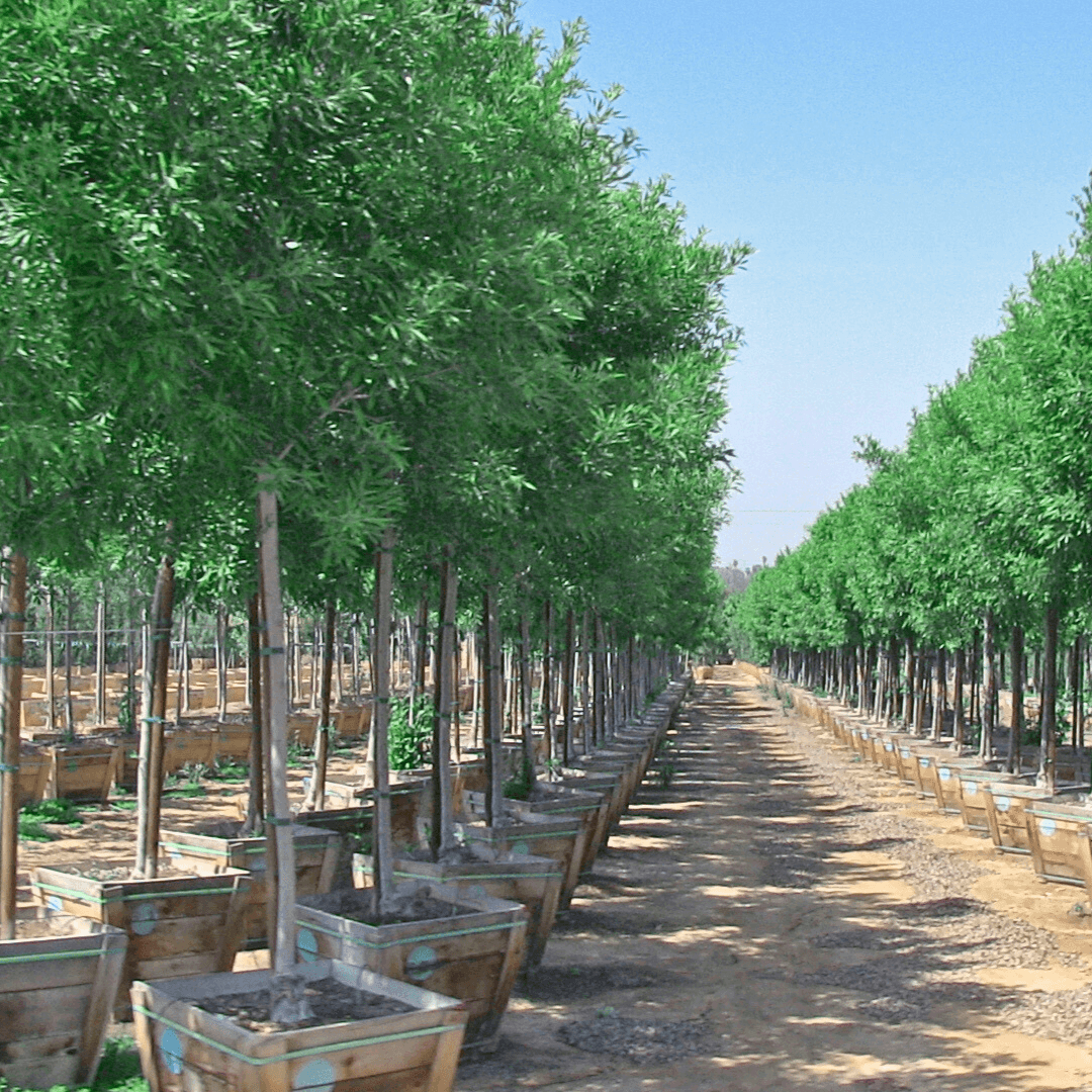 Berrinda Ash Trees