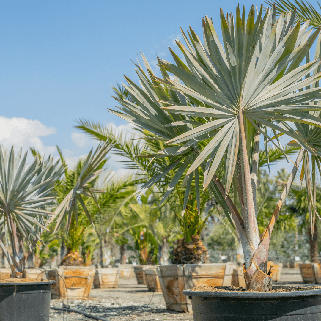 Bismarck Palms