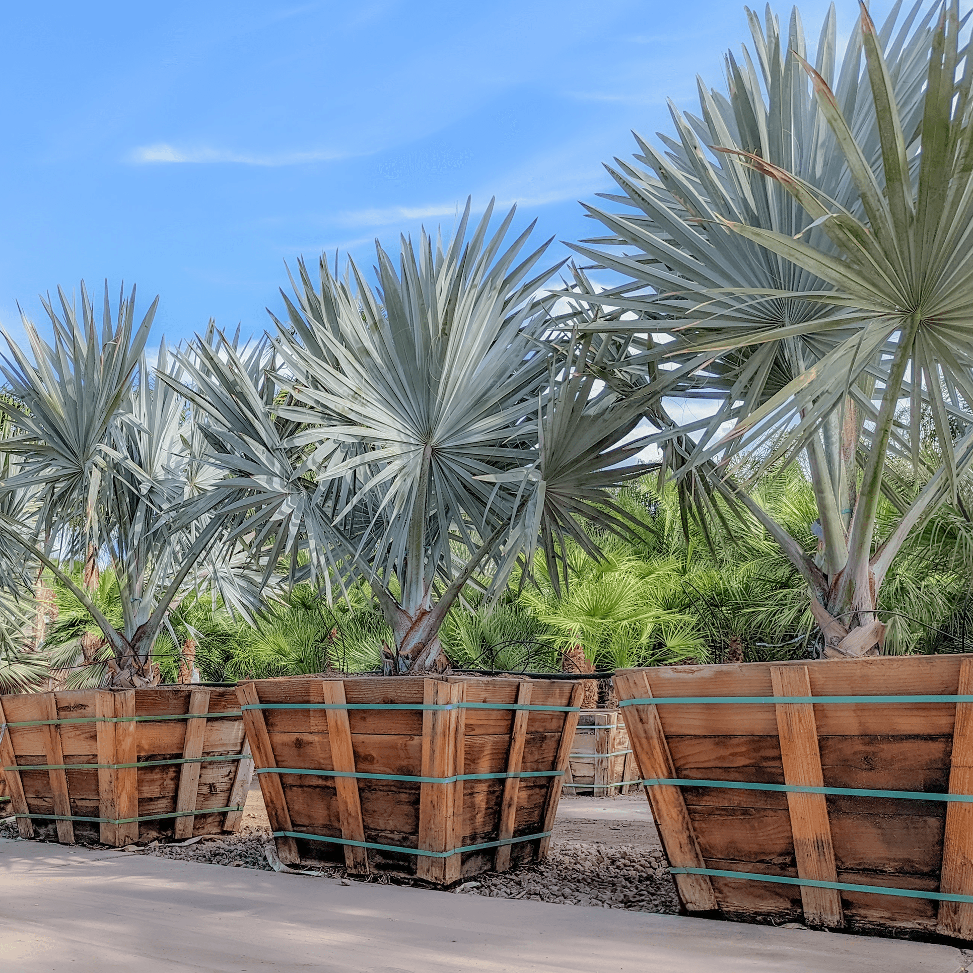 Bismarck Palm