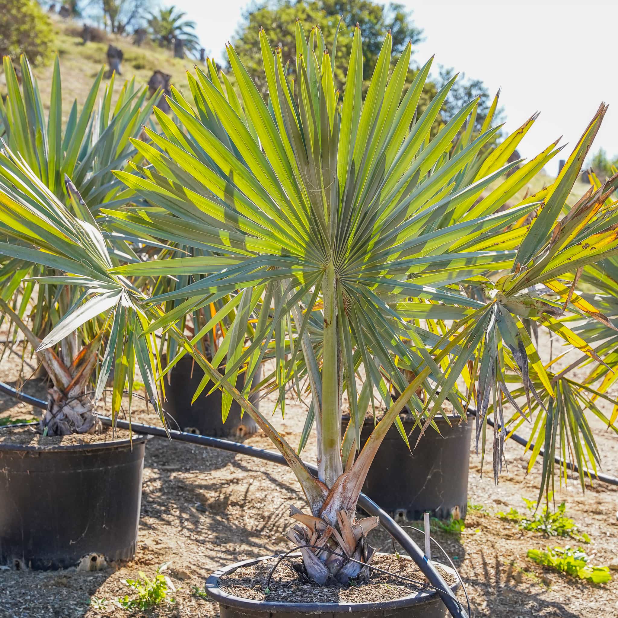 Bismarck Palm