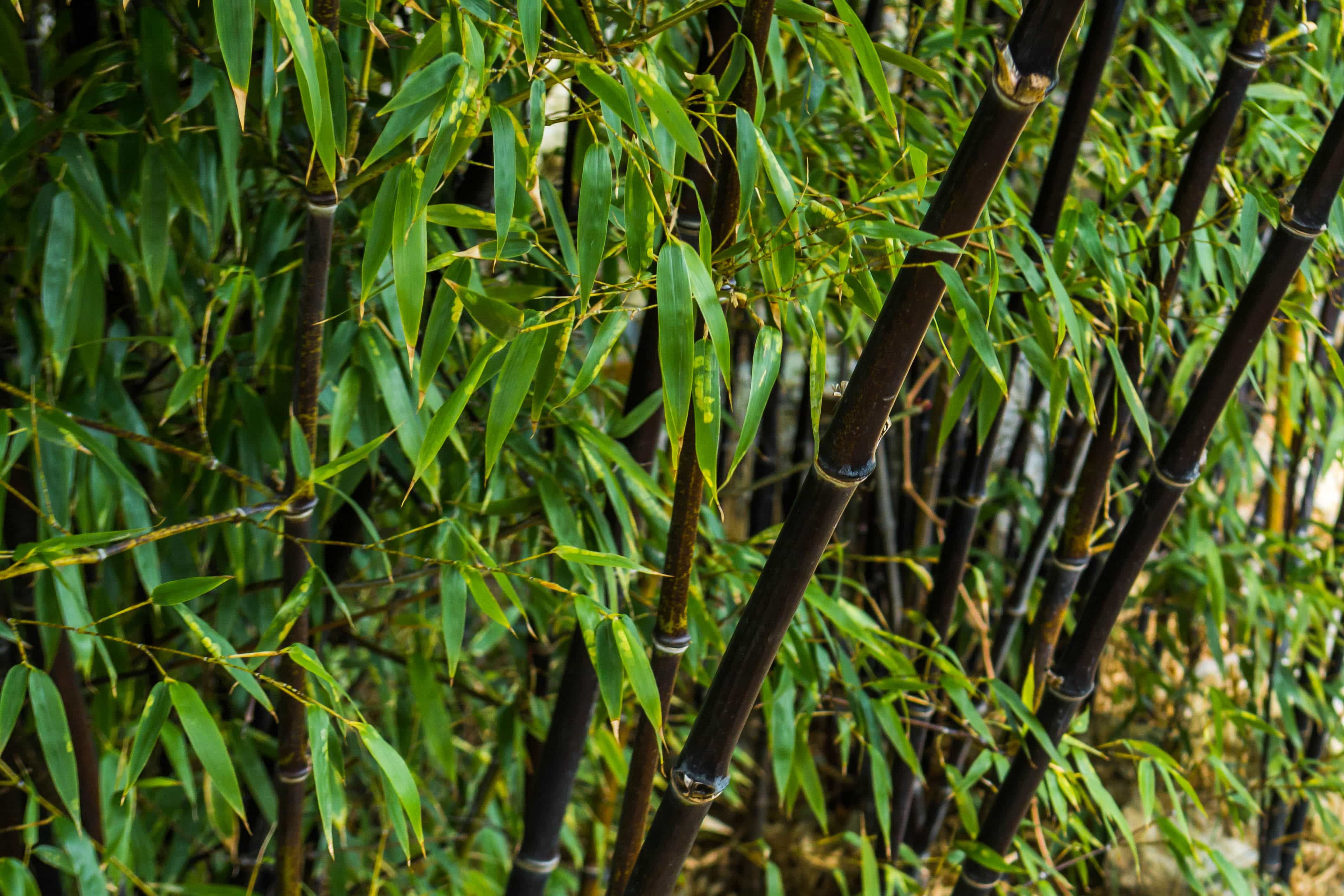 BlackBamboo.jpeg